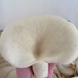 Champignons