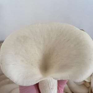 Pleurote de l’orme
