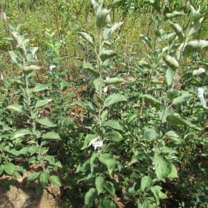 Pommier patte de loup (2 ans)