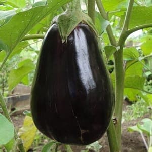 Aubergine Imperial Black Beauty