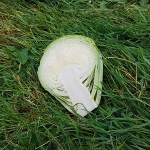 CHOU POMME BLANC (DEMI)