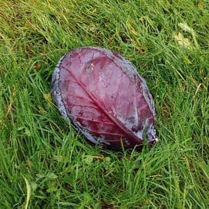 CHOU POMME ROUGE