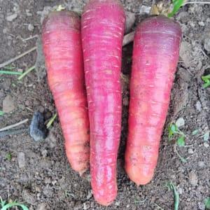 Carotte rouge : la sucrée pour crudités