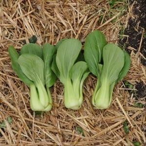 Chou chinois Pak choi