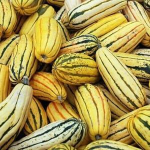 Courge Delicata (Les Jardins derrière la ville - Deyvillers)