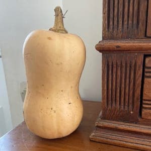 Courge