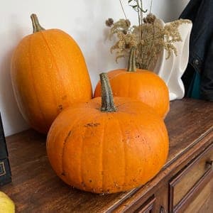 Courge