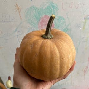Courge