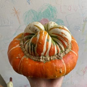 Courge