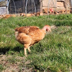 poulets