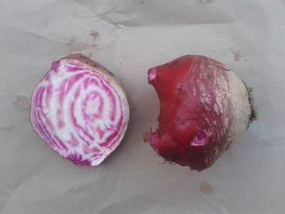 Betterave rose chioggia