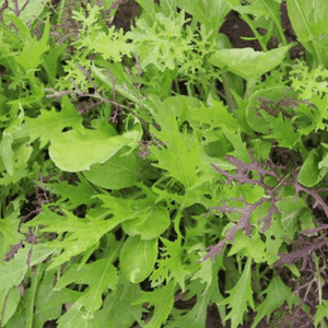 Mesclun Asiatique