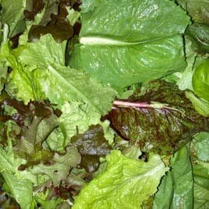 Mesclun de mélange de Laitues