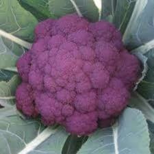 Chou fleur violet