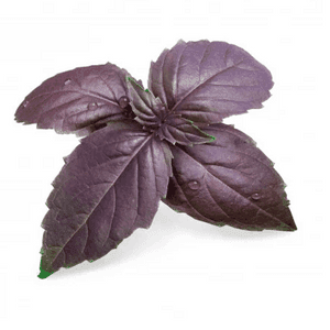 basilic pourpre pot