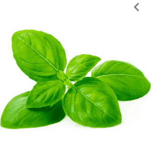 basilic vert pot
