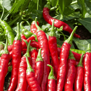 piment fort petit