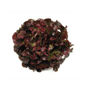 salade feuille de chêne rouge