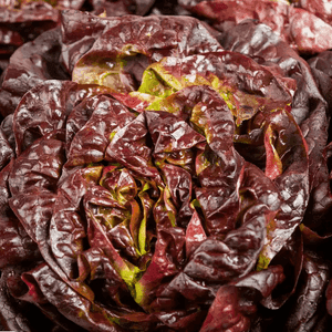 salade laitue rouge