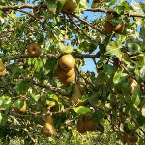 Poire Conférence
