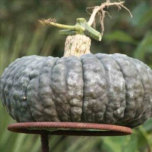 Courge Marina Di Chioggia