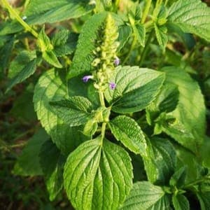 Chia