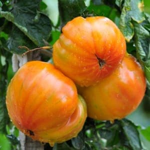 tomate 'ananas'