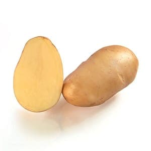 pomme de terre