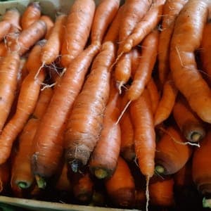 Carottes - colis de 10 kg