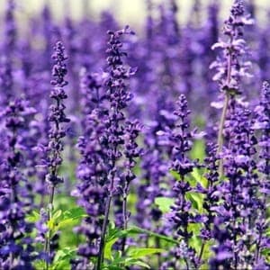 Plant Aromatique Lavande Officinale (Lourdes)