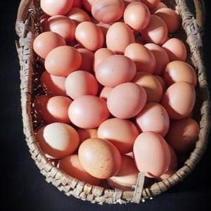 Oeufs