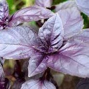 Plant de Basilic pourpre Osmin