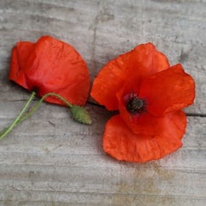 Plant de coquelicot