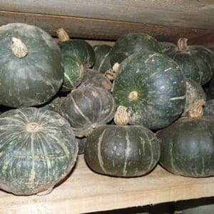 Plant de courge green Hokkaïdo