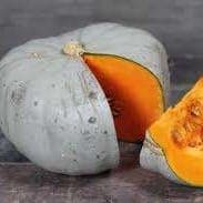 Plant de courge Bleue de Hongrie