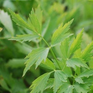 Plant de Livèche (Céleri Perpétuel)