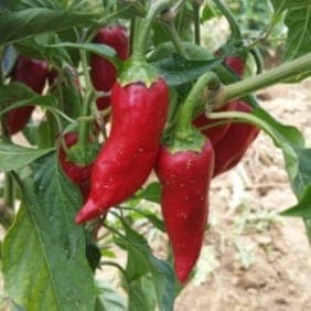 Plant de piment d'Espelette gorria