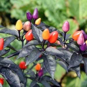 Plant de Piment Lila Luzi