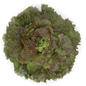 Plant de salade batavia Rouge Marinski