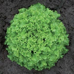 Plant de salade batavia verte Agribel