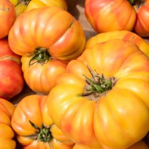 Plant de tomate Ananas jaune