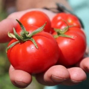 Plant de tomate Rotkäppchen nain