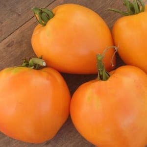 Plant de tomate Coeur de boeuf Orange