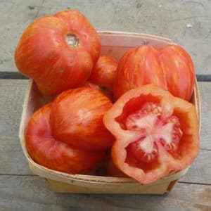 Plant de tomate Striped cavern