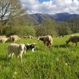 Ferme Caubure  #4