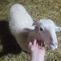 Ferme Caubure  #8