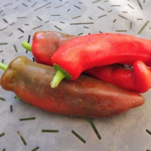Plant Poivron Corno di Toro rosso