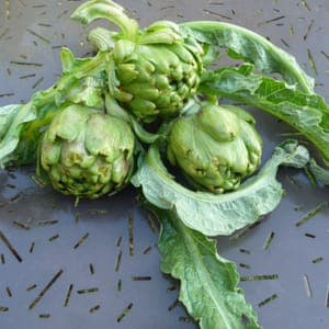 Plant Artichaut Impérial Star