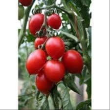 Plant Tomate Brin de Muguet