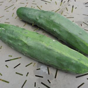 Plant Concombre Marketmore
